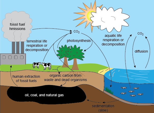 Fossil Fuels Diagram