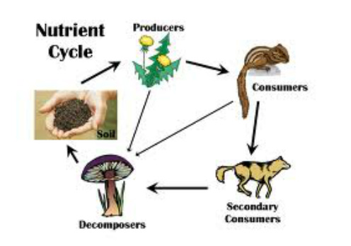 II. Importance of Decomposers in Ecosystems